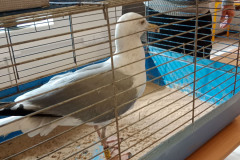 20240325_pawlowice_002