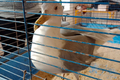 20240325_pawlowice_003
