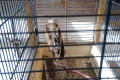 20240325_pawlowice_011
