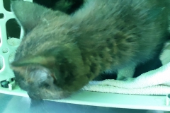 1656926386245
