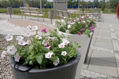 ANMAR_kwiaty2023_2