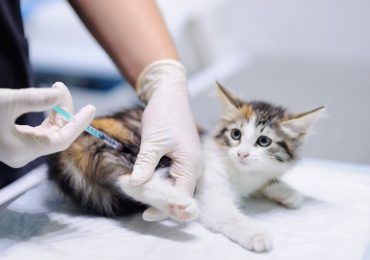 Obowiązek szczepienia kotów przeciwko wściekliźnie
