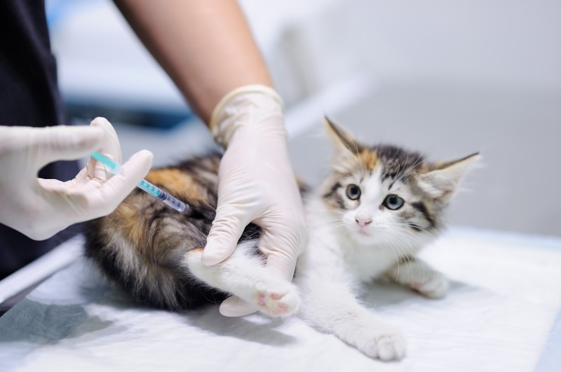 Obowiązek szczepienia kotów przeciwko wściekliźnie