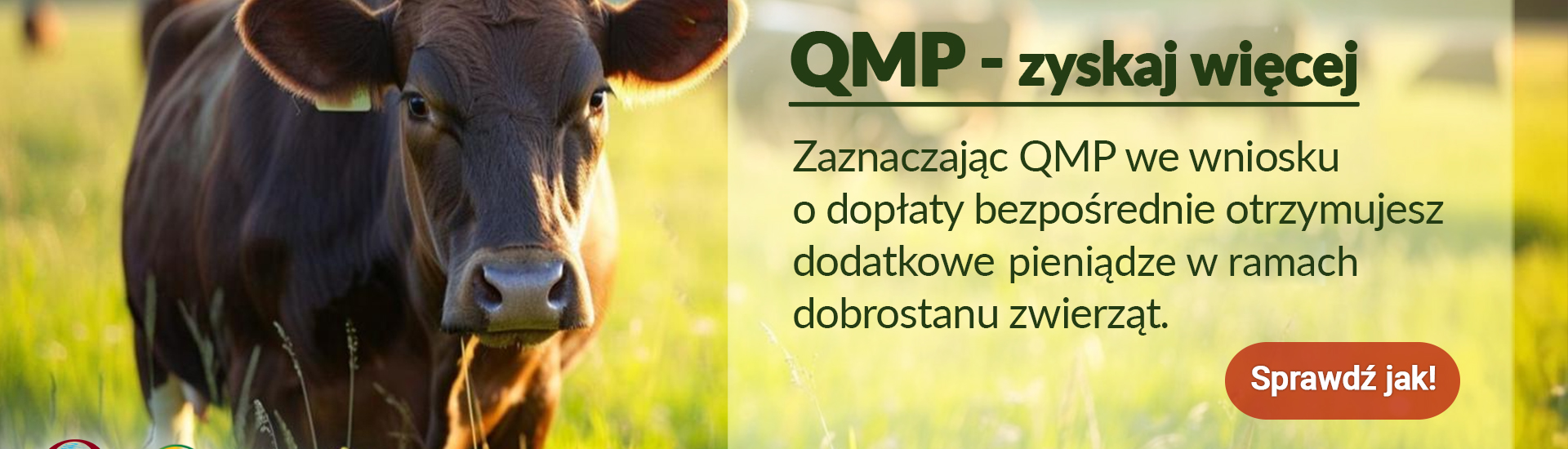 Ekoschemat „Dobrostan zwierząt” - Dodatkowe pieniądze dla hodowców bydła z QMP – tylko do 16 czerwca!