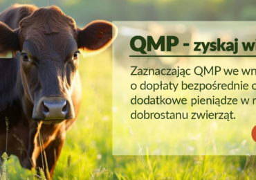 Ekoschemat „Dobrostan zwierząt” - Dodatkowe pieniądze dla hodowców bydła z QMP – tylko do 16 czerwca!