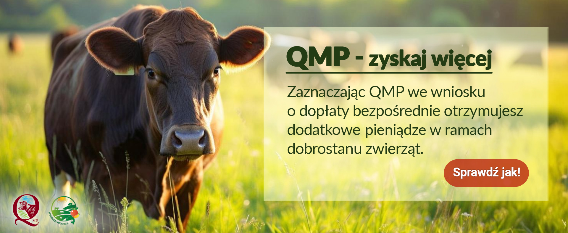 Ekoschemat „Dobrostan zwierząt” – Dodatkowe pieniądze dla hodowców bydła z QMP – tylko do 16 czerwca!