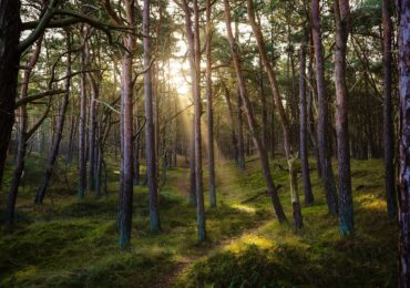 Inwentaryzacja lasów