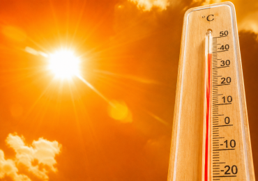 Jak chronić zwierzęta przed wysokimi temperaturami