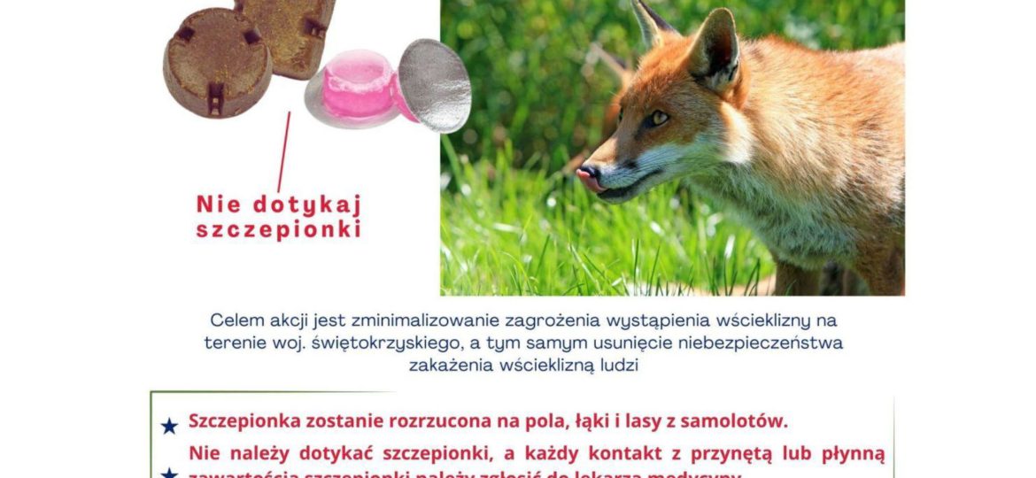 Szczepienia lisów przeciwko wściekliźnie