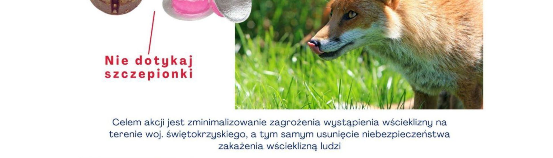 Szczepienia lisów przeciwko wściekliźnie