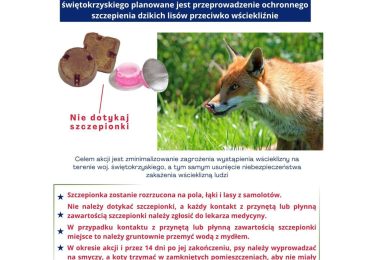 Szczepienia lisów przeciwko wściekliźnie